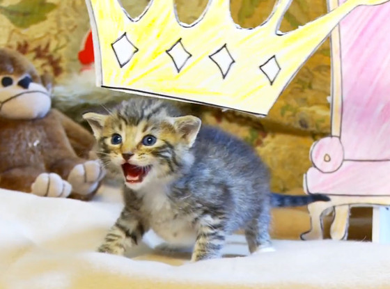 Lion King kitten Lion King kitten
